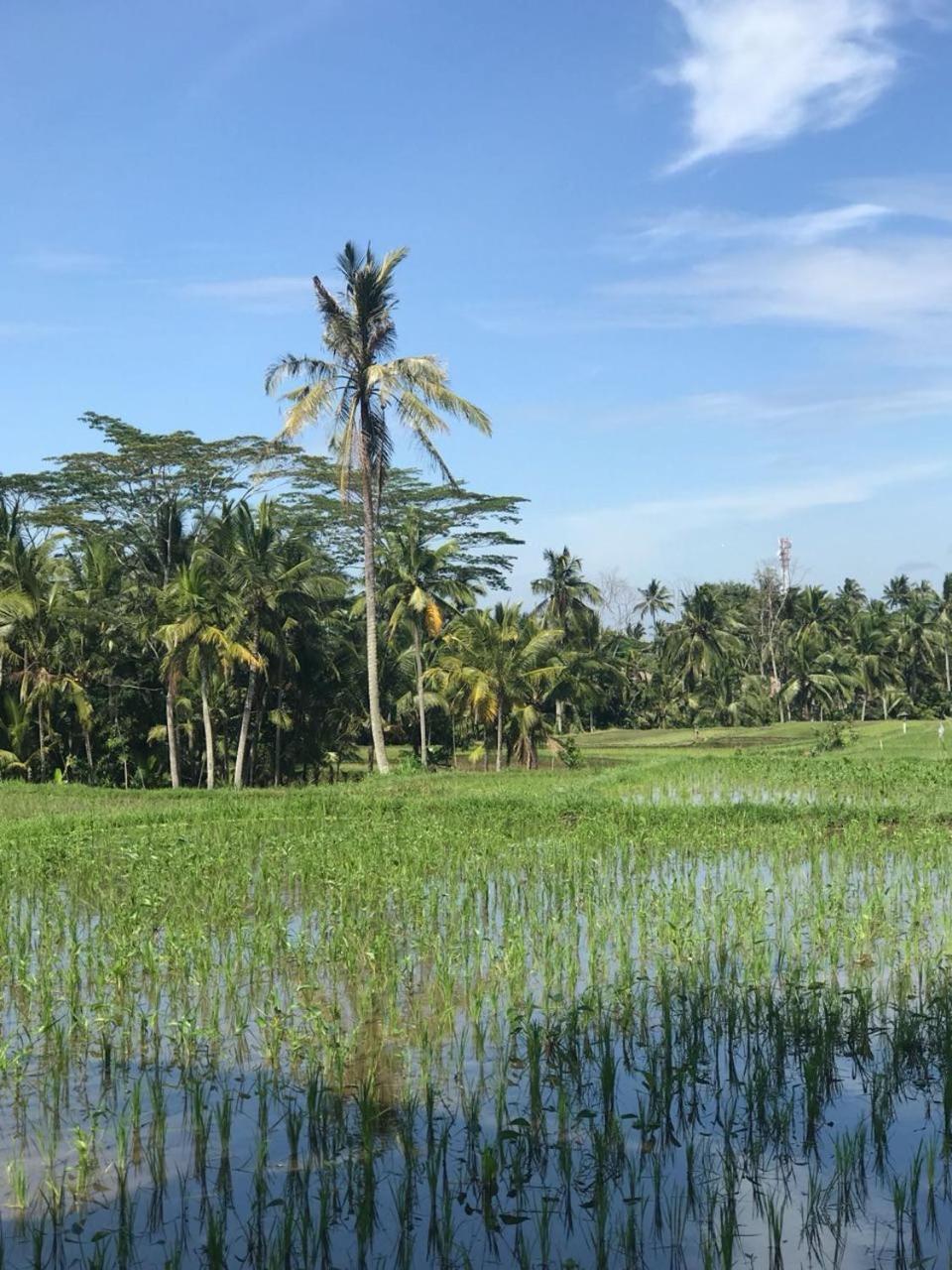 Paraiso Cottage Ubud المظهر الخارجي الصورة